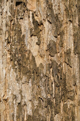 Vertical background of dry and rough brown tree bark texture. Ecological and environmental concept. For graphic design and banners