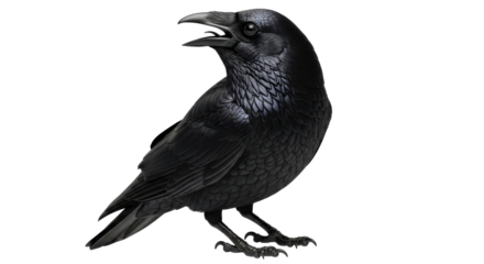 Isolated Raven crow standing