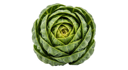 Fototapeta premium Isolated Brussels Sprout