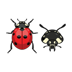 Ladybug Fullbody and Close-Up Illustration for Eco Design