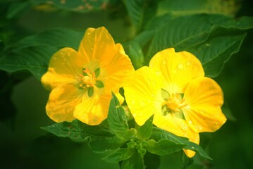     Ludwigia peruviana plant, It features bright yellow flowers, typically with four petals, and green foliage. 