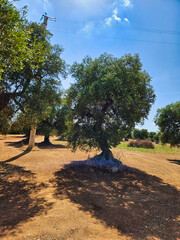 Mediterranean olive field with old olive tree ready for harves. Stary, bardzo zadbany gaj oliwny z wieloletnimi ogromnymi drzewami. Tree in the desert. Algarrobo mediterrneo. Olive grove. © Maciej