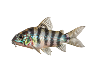 A detailed profile view of a vibrantly colored fish, showcasing its intricate patterns and delicate fins against a striking black backdrop.