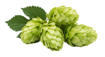 Isolated bunch of raw green hops close up, fresh and ripe for brewing beer ingredient