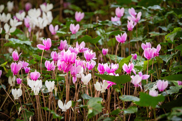 Fototapeta premium Cyclamen