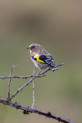 Obraz premium Juvenile European Goldfinch (Carduelis carduelis) common across Europe - Bull Island, Dublin