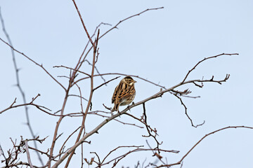 Female Reed Bunting (Emberiza schoeniclus) in reedbeds and wetlands