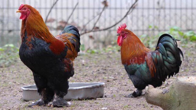 Close up two roosters standing in a backyard  and looking on a cloudy spring day