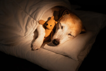 sleeping old dog face closed eyes in white bed covered under blanket. dark room cozy calm atmosphere. black background warm light. pet hugging bear toy. Good night sweet dreams.