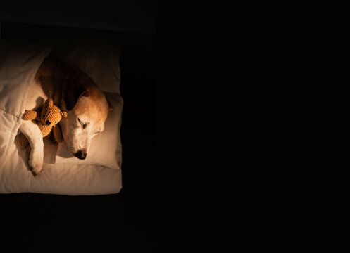 sleeping senior dog face closed eyes in white bed covered under blanket. dark room cozy calm atmosphere of deep relaxation. black background warm light. pet hugging bear toy. Good night sweet dreams
