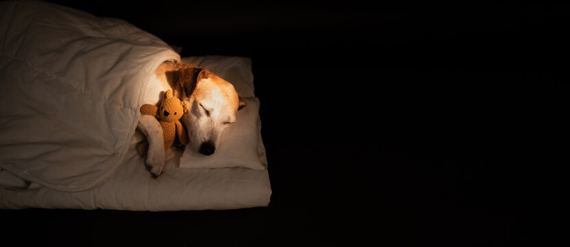 Adorable sleeping old dog face closed eyes in bed covered under blanket. dark night room cozy calm atmosphere. black background warm light. pet hugging bear toy. sweet dreams. long horizontal banner