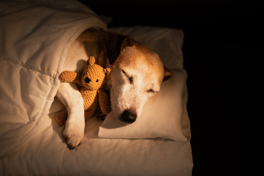 Adorable sleeping old dog face closed eyes in bed covered under blanket. dark night room cozy calm atmosphere. black background warm light. pet hugging bear toy. sweet dreams. long horizontal banner
