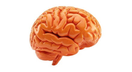 Isolated Human Brain Model