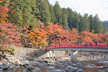 Autumn foliage in Korankei Valley, Nagoya, Japan. Taken during peak fall season, showing colorful maple leaves along the river.