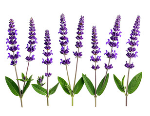 Naklejka premium Close-up of vibrant purple sage flowers