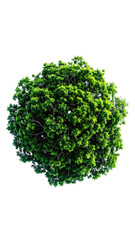 Obraz premium A vibrant green sphere of foliage