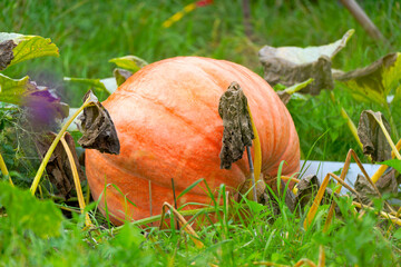 Close-up of huge orange pumpkin at garden at Swiss city of Zürich on a late summer afternoon. Photo taken September 16th, 2025, Zurich, Switzerland.