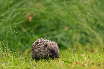 Hérisson dans l’herbe vu de près, plan rapproché au ras du sol