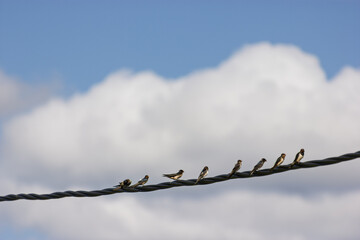 Groupe d'Hirondelles rustiques posées sur un fil électrique devant un ciel bleu et nuage blanc © Maud HERNANDEZ