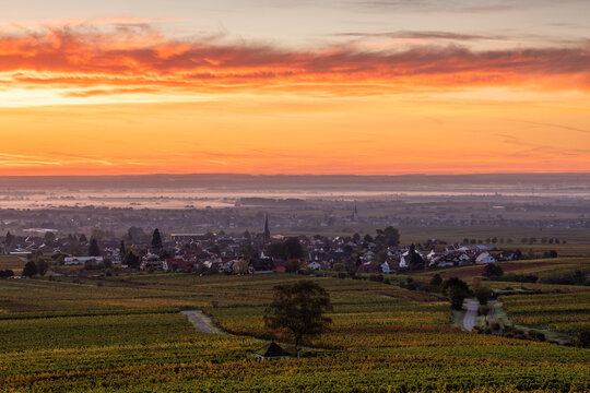 Herbstliche Weinberge in Rhodt unter Rietburg, Pfalz, Rheinland-Pfalz, Deutschland / Blick von der Villa Ludwigsh&ouml;he