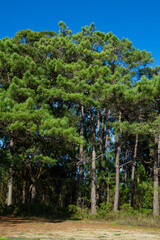 Obraz premium Green pine forest on a sunny day