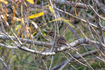 Female Reed Bunting (Emberiza schoeniclus) in reedbeds and wetlands