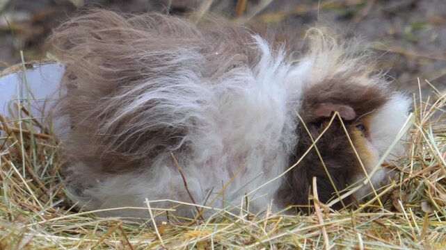 Close up head of a guinea pig sitting on the ground and chewing 