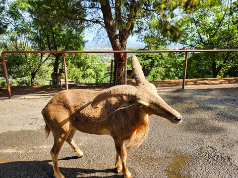 Horse and donkey in the field. Ideal for website conservation article and animal ecology project. The cute deer on the farm. Young antelopes run around the zoo in dubai. Deer in the woods.