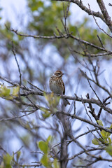 Female Reed Bunting (Emberiza schoeniclus) in reedbeds and wetlands
