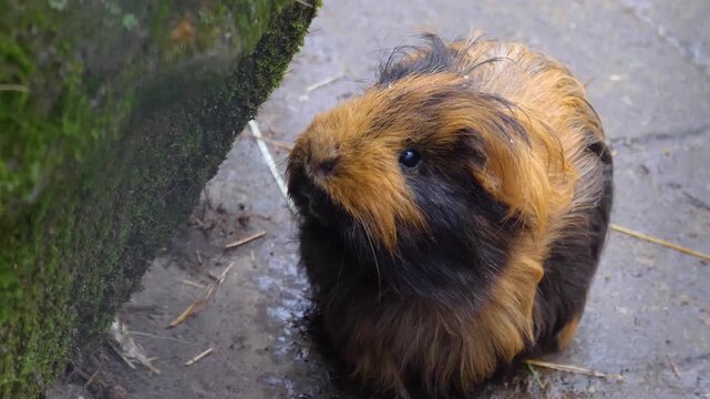 Close up head of a guinea pig sitting on the ground and sniffing