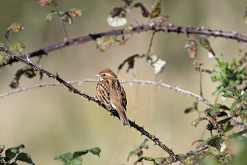 Female Reed Bunting (Emberiza schoeniclus) in reedbeds and wetlands