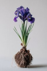 Single, vibrant purple iris flower with bulbous root system against a neutral backdrop