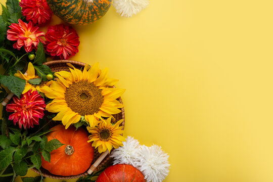 Thanksgiving background with autumn pumpkins and flowers on yellow. Top view, autumn concept with copy space.