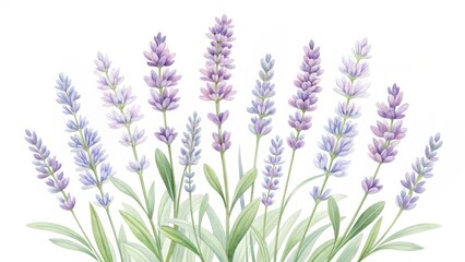 Naklejka premium Watercolor lavender flowers isolated on white background, a delicate floral illustration for spring and summer designs