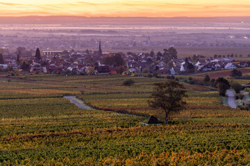 Herbstliche Weinberge in Rhodt unter Rietburg, Pfalz, Rheinland-Pfalz, Deutschland / Blick von der...