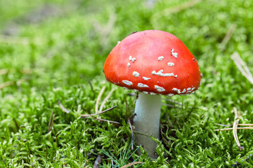 Bright red poisonous mushroom Amanita muscaria, macro photo
