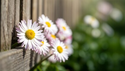 Obraz premium White Daisy Flower Near Rustic Wooden Fence in Soft Sunlight