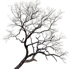 Fototapeta premium Detailed frosty tree branches winter season nature photography image, icy tree silhouette, cold weather, frost, ice, isolated on transparent background