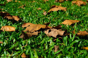 Yellow autumn maple leaves on green grass