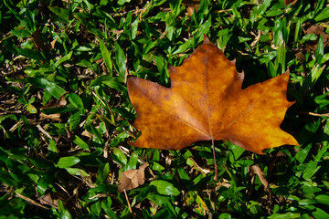Yellow autumn maple leaf on green grass