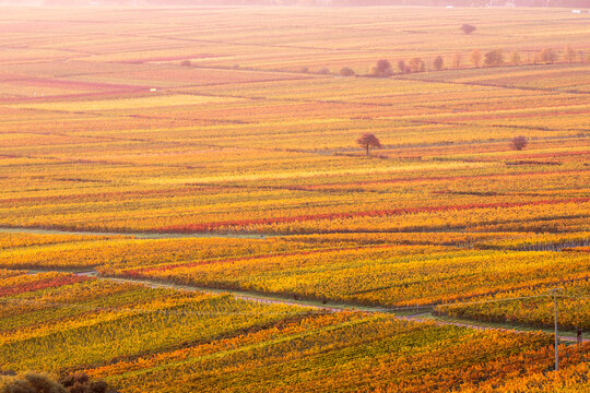 Herbstliche Weinberge in Rhodt unter Rietburg, Pfalz, Rheinland-Pfalz, Deutschland / Blick von der Villa Ludwigsh&ouml;he