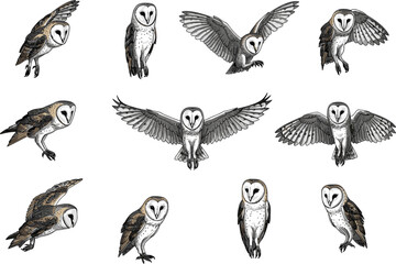PrintBarn owl illustrations in diverse flying, landing, and standing poses, detailed wildlife art, nocturnal bird drawings, nature, birdwatching collection.