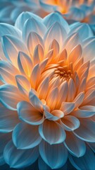 Obraz premium Closeup of a dahlia flower with delicate petals, illuminated by a soft, warm light in the center
