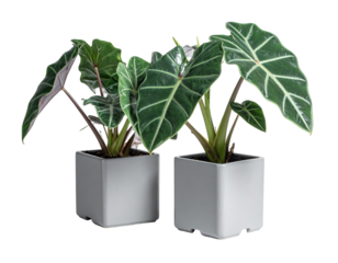 Two potted plants in light gray square pots