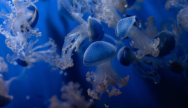 Group of tropical Jellyfish Phyllorhiza punctata, white-spotted Australian jellyfish floating in water, blue background.