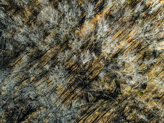 Aerial top down nature trail in forest winter after Hurricane Helene in Appling Augusta Georgia