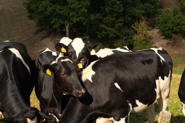 Group of cows in the sun. Four black and white cows standing in a meadow, two cows eating, one cow looking straight ahead. Sunny day, frontal view.