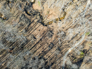 Aerial top down nature trail in forest winter after Hurricane Helene in Appling Augusta Georgia