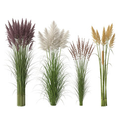 grass isolated on white background