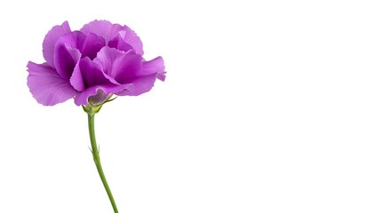 Single purple flower studio shot